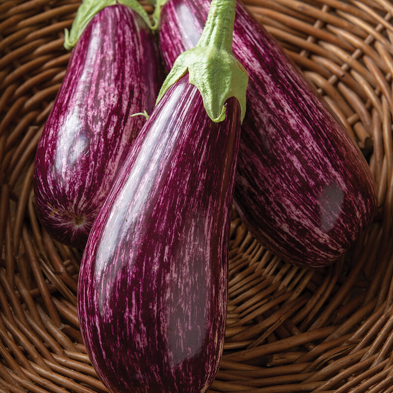 Plant start - Eggplant Annina