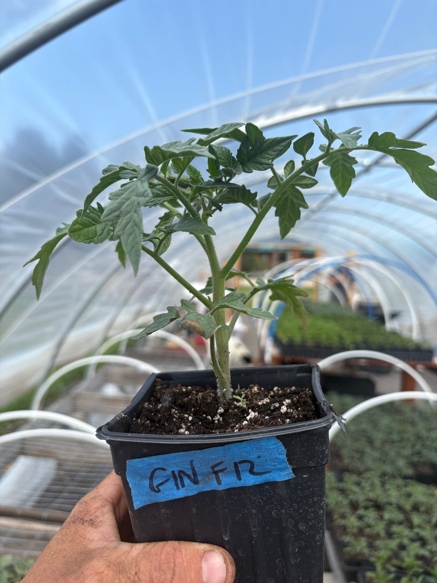 Plant Start - Cherry Tomato Sungold