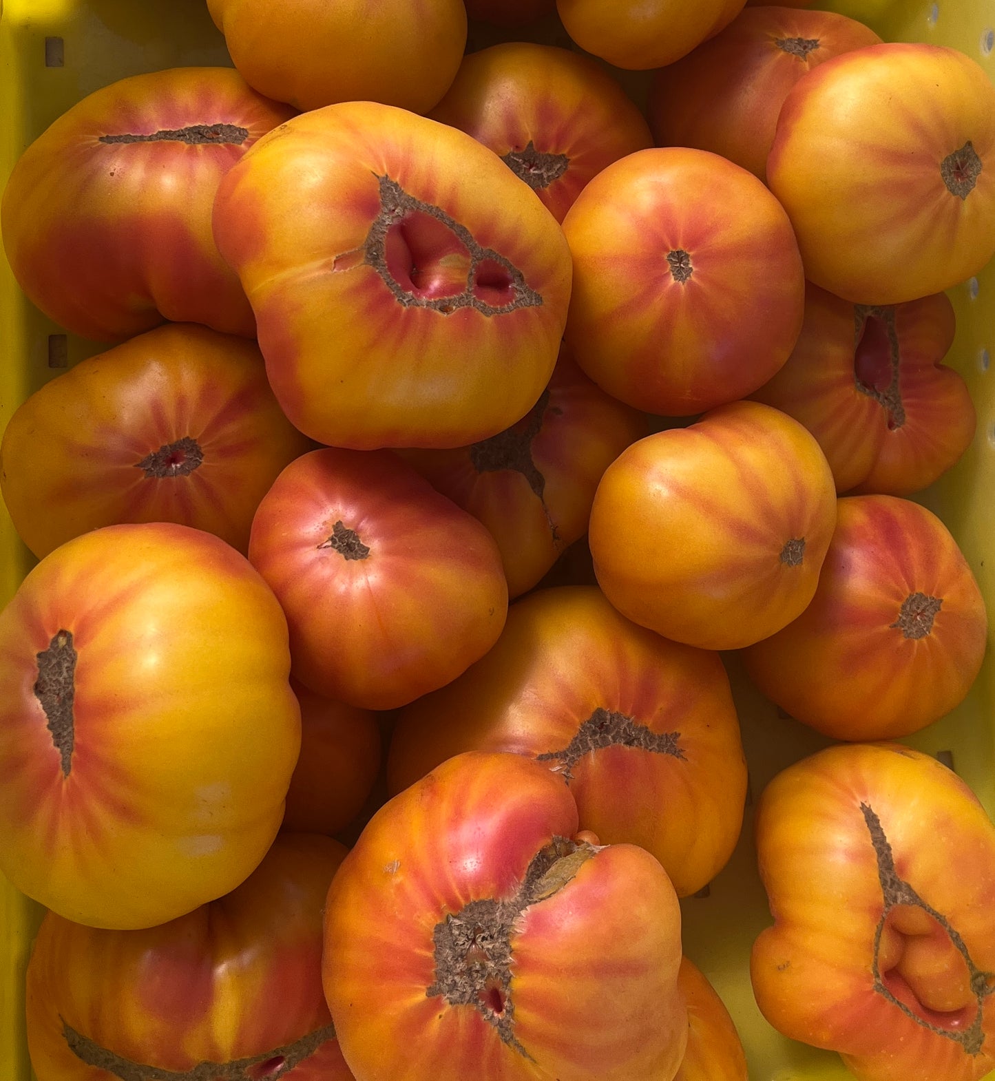 Plant start - slicer tomato Gin Fizz