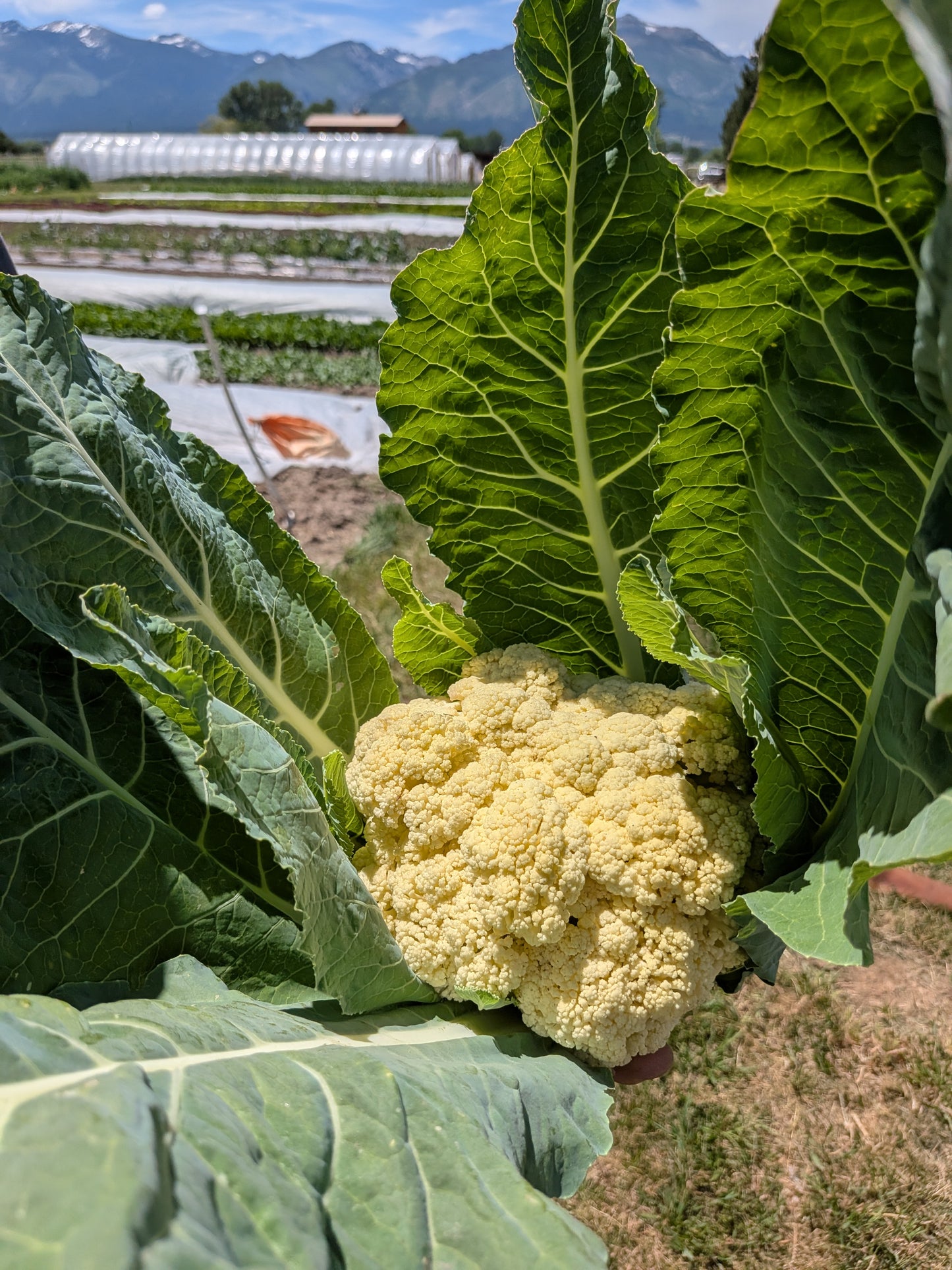 Cauliflower