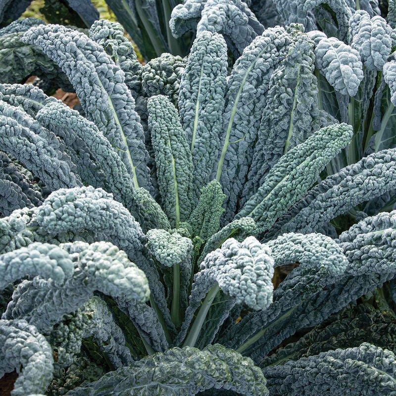 Kale - Lacinato