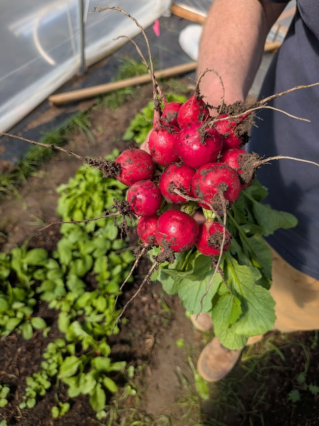 Radish - round