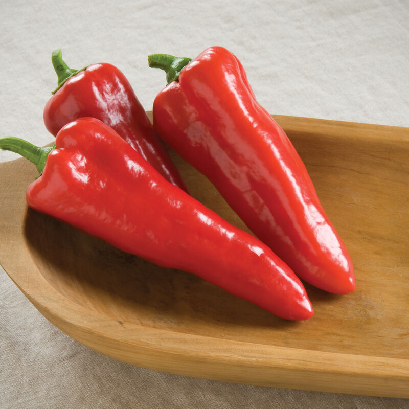 Plant Start - Sweet Pepper Carmen