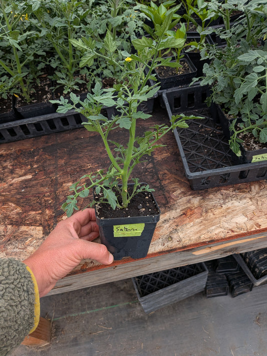 Plant Start - Cherry Tomato Sakura