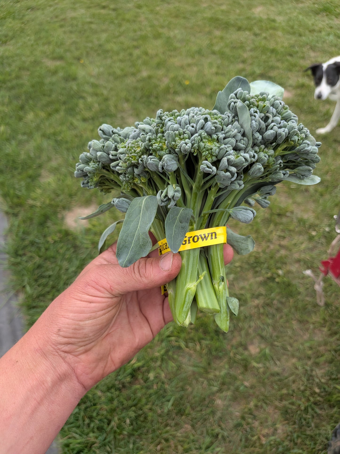 Sprouting Broccoli