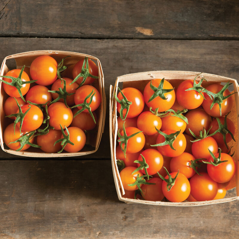 Tomato- Cherry Sungold Pint