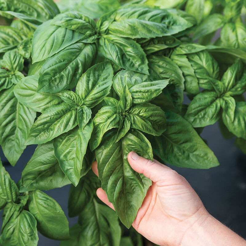 Plant Start - Basil Italian large leaf