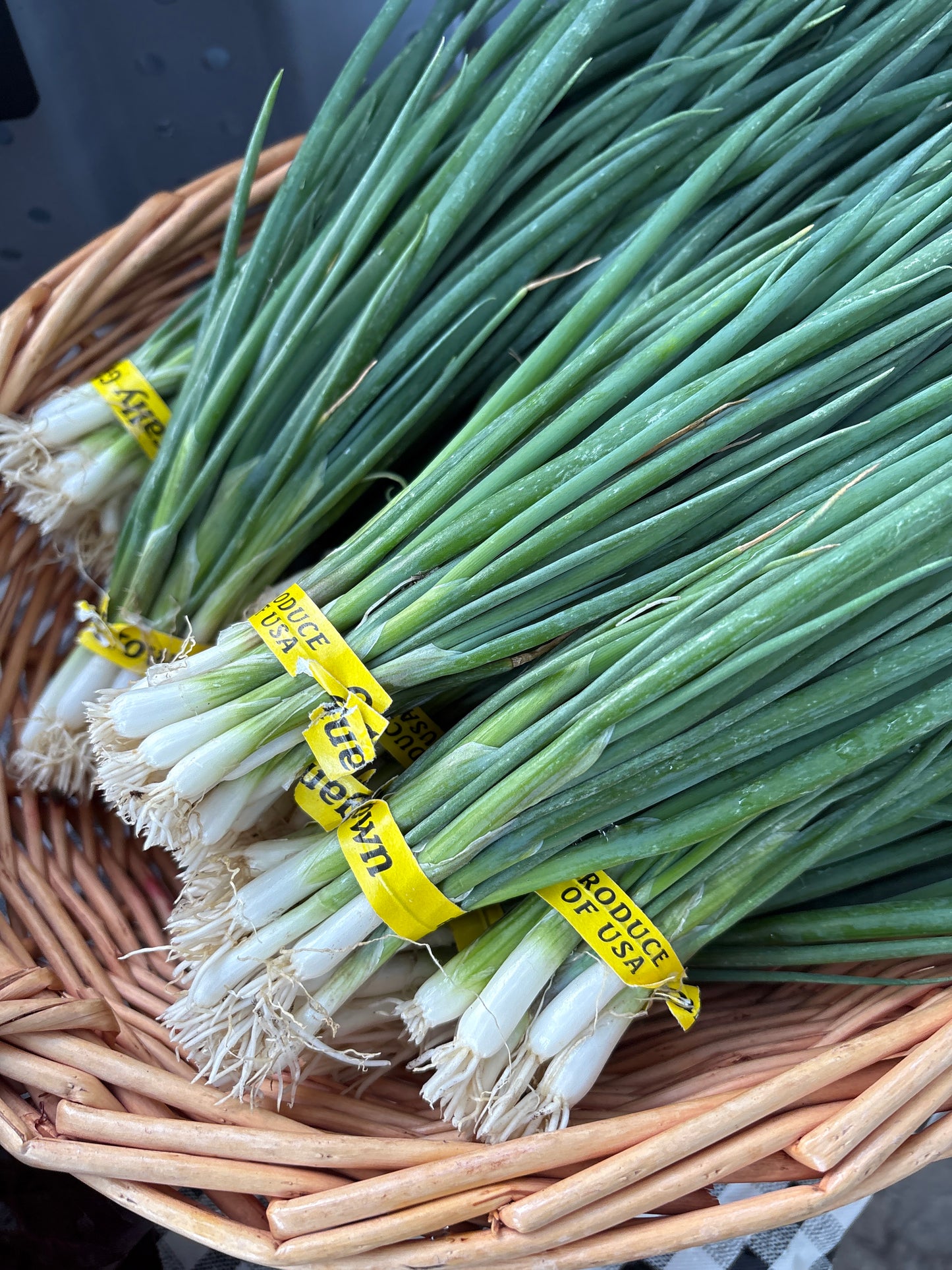 Scallion