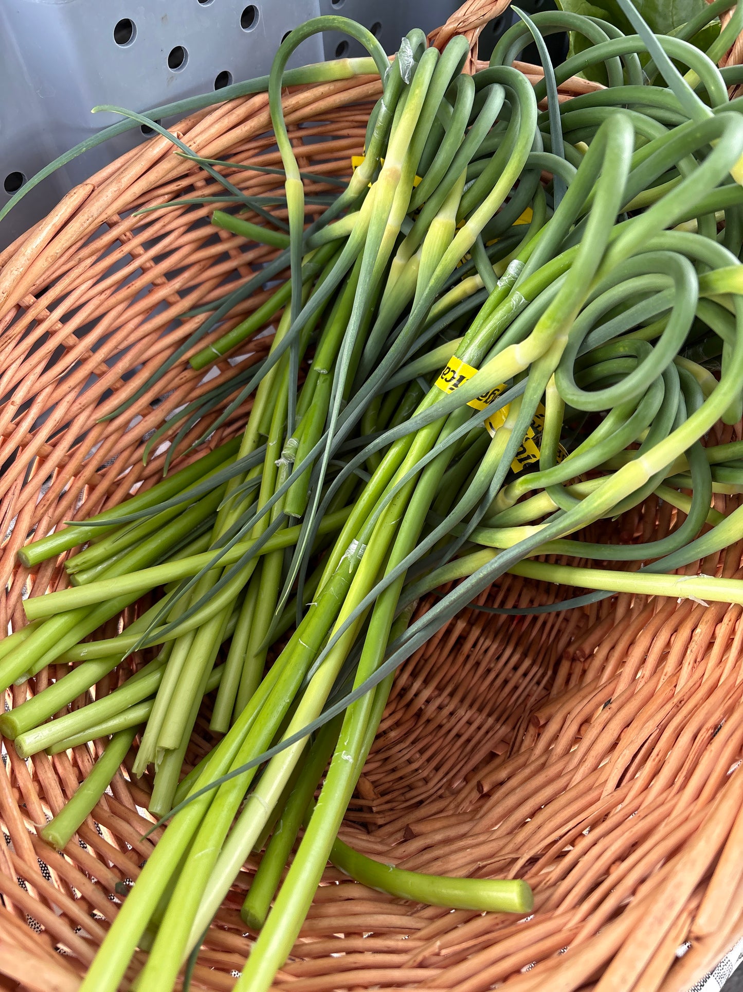 Garlic Scapes
