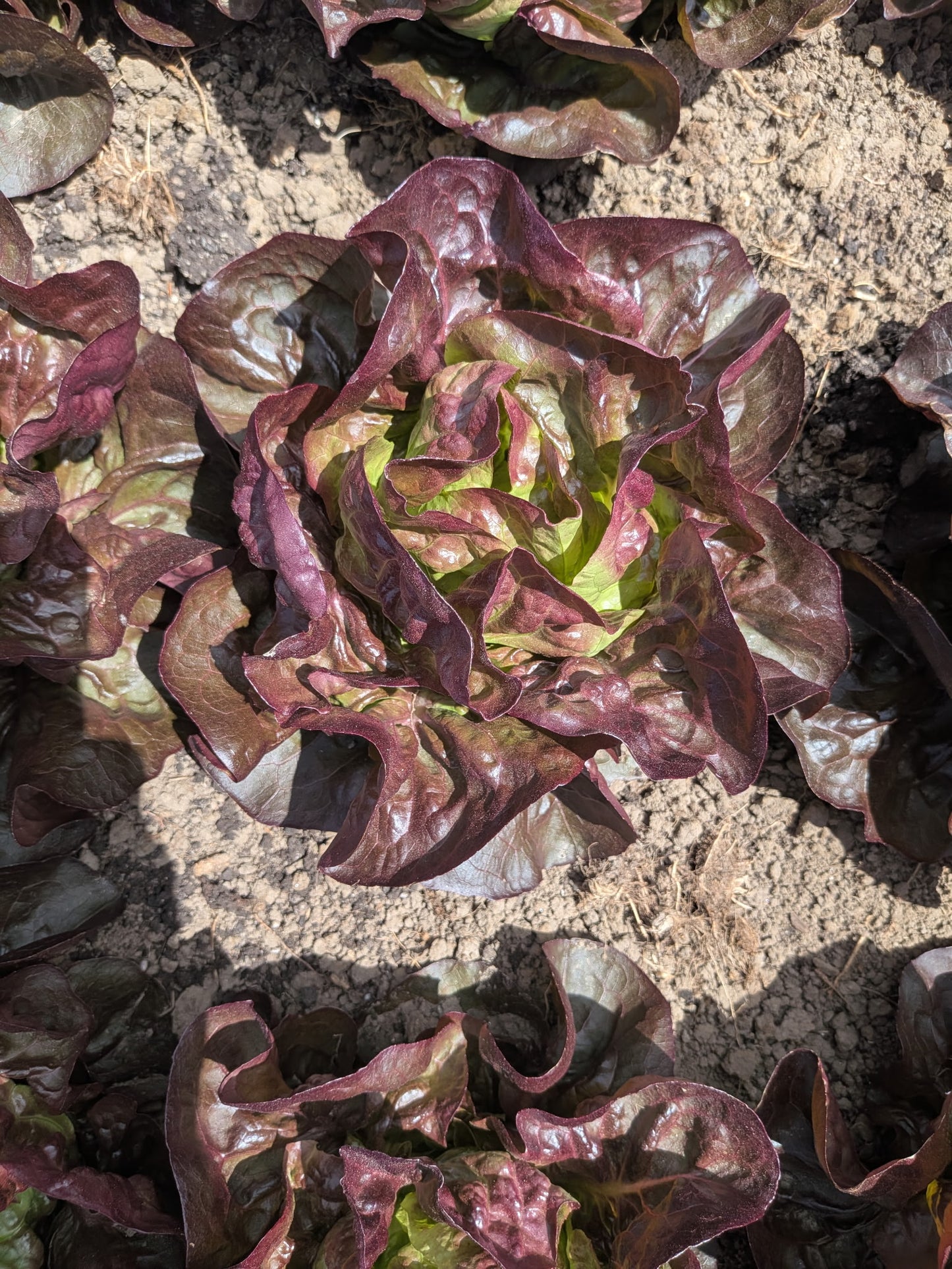 Lettuce -Alkindus