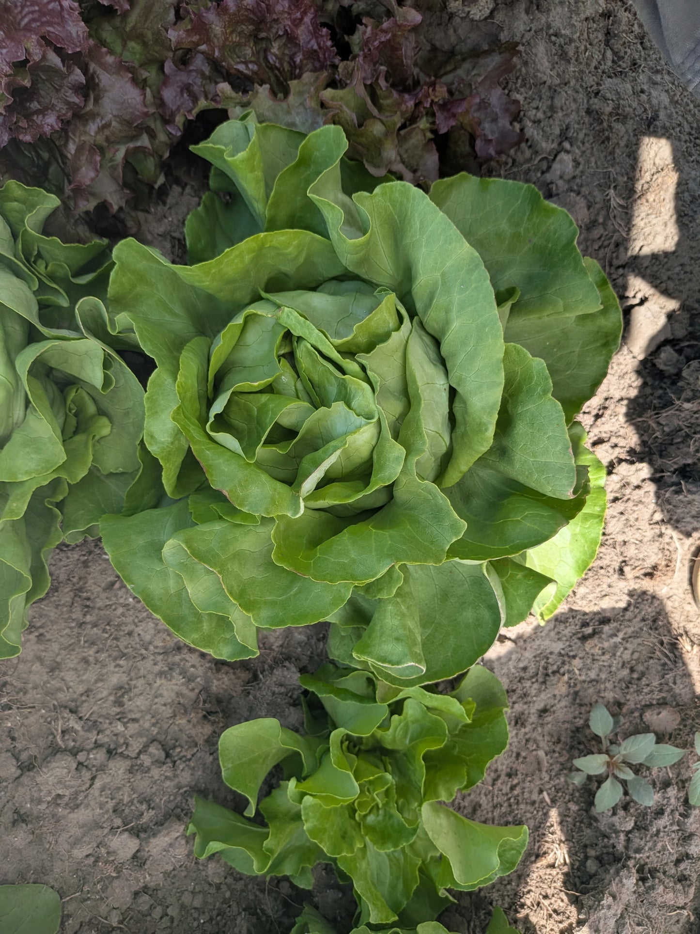 Lettuce -Milagro