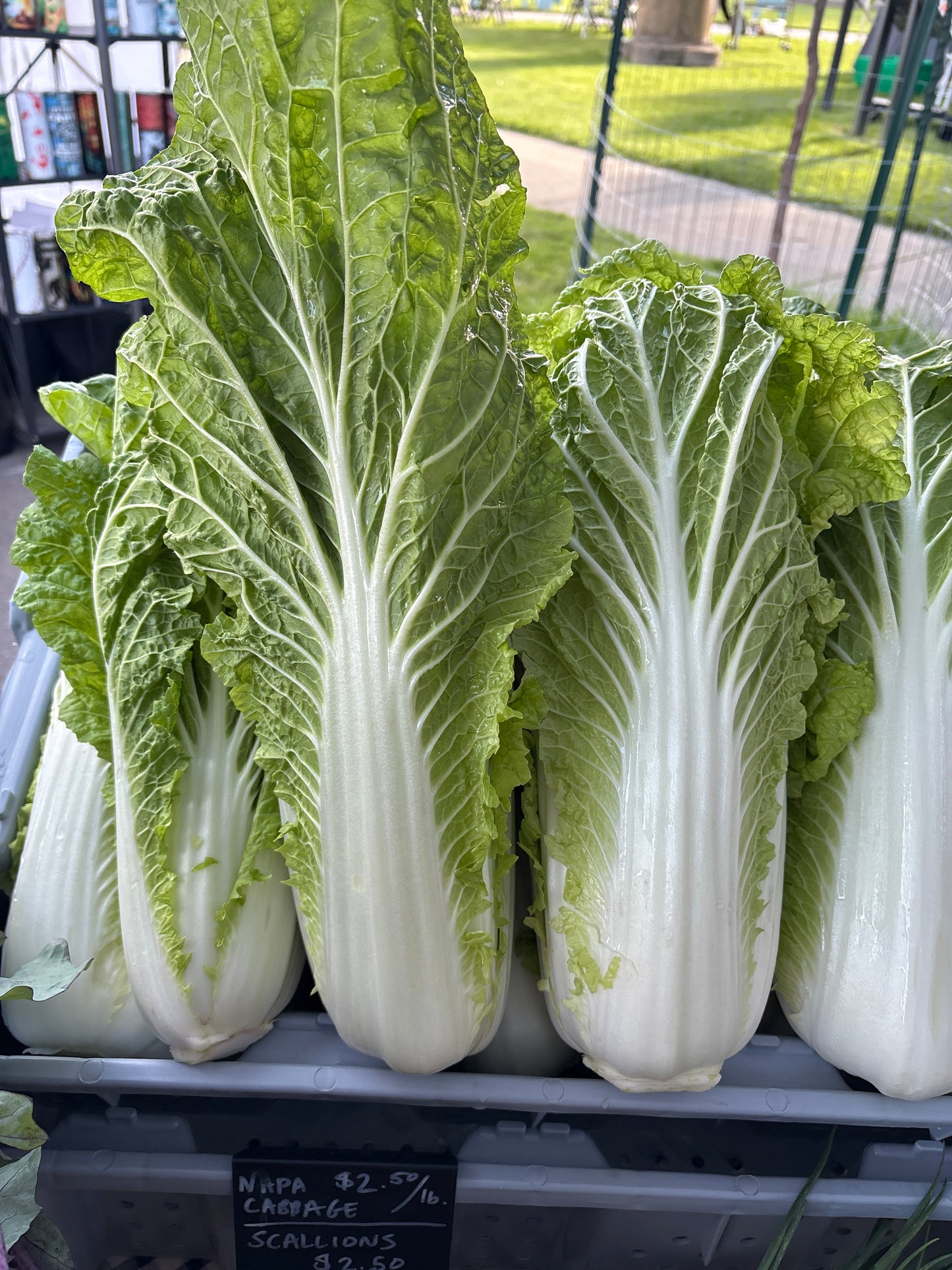 Cabbage - Napa