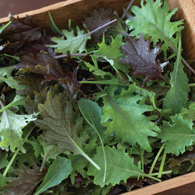 Baby Kale Mix