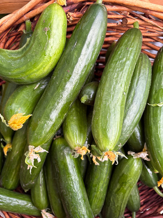 Cucumber