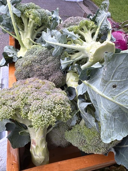 Broccoli head