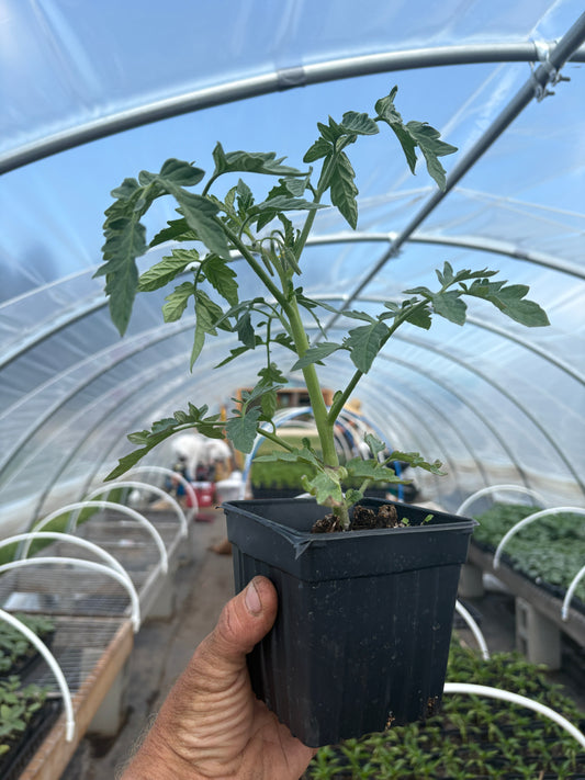 Plant start - slicer tomato Damsel