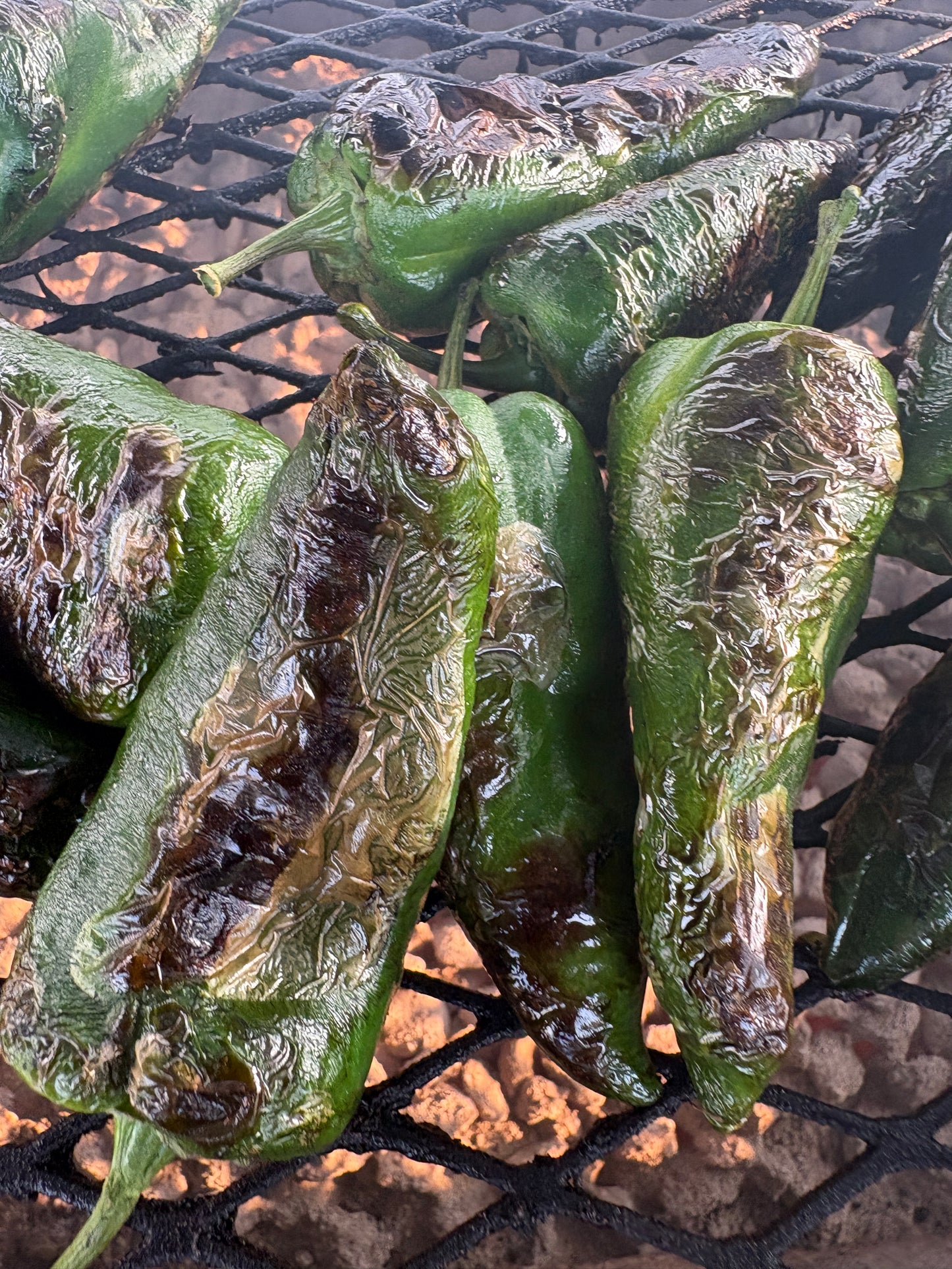 Pepper - Poblano