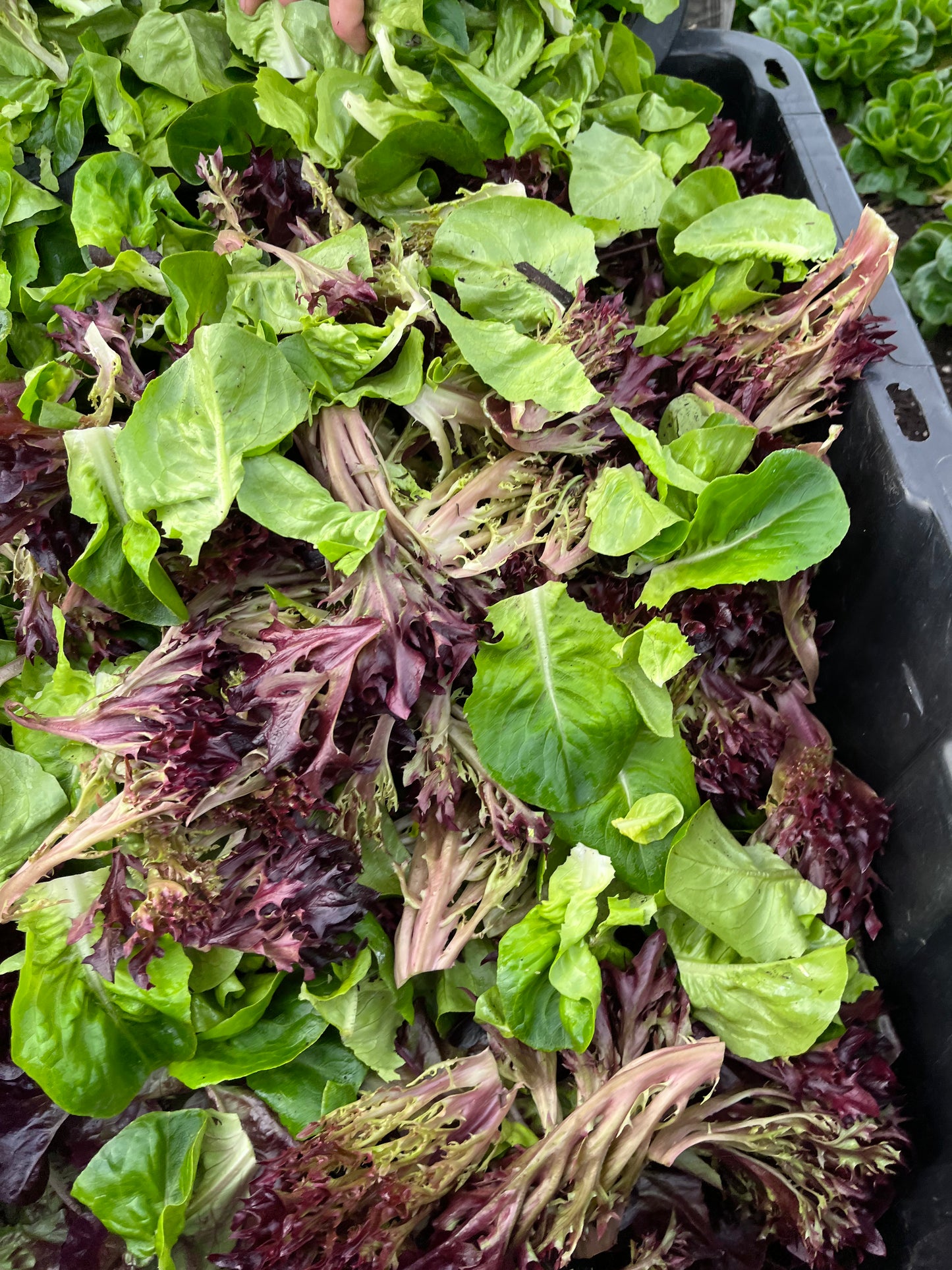 Salad Mix