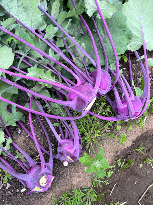 Kohlrabi