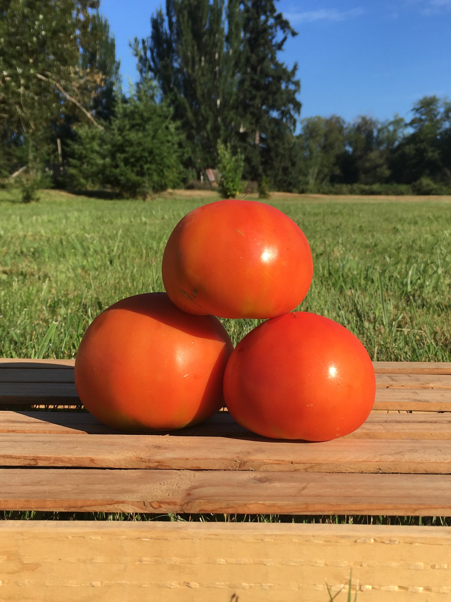 Plant start - slicer tomato Damsel