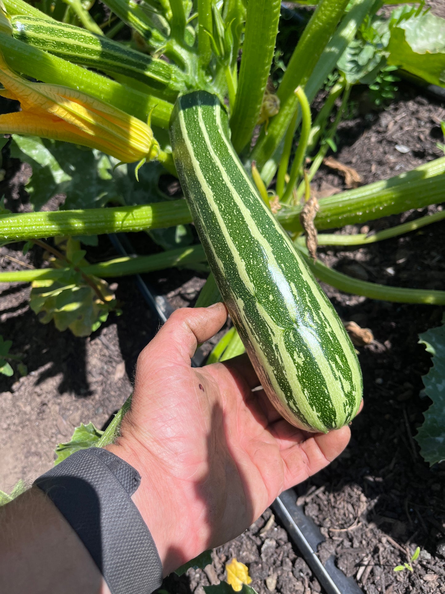 Zucchini - Costada