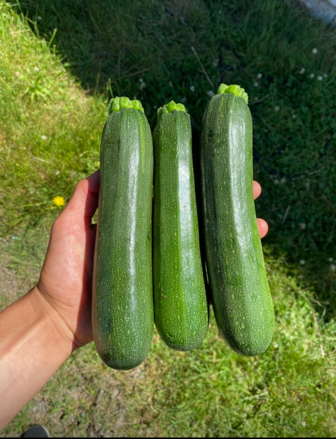 Zucchini - Green Machine