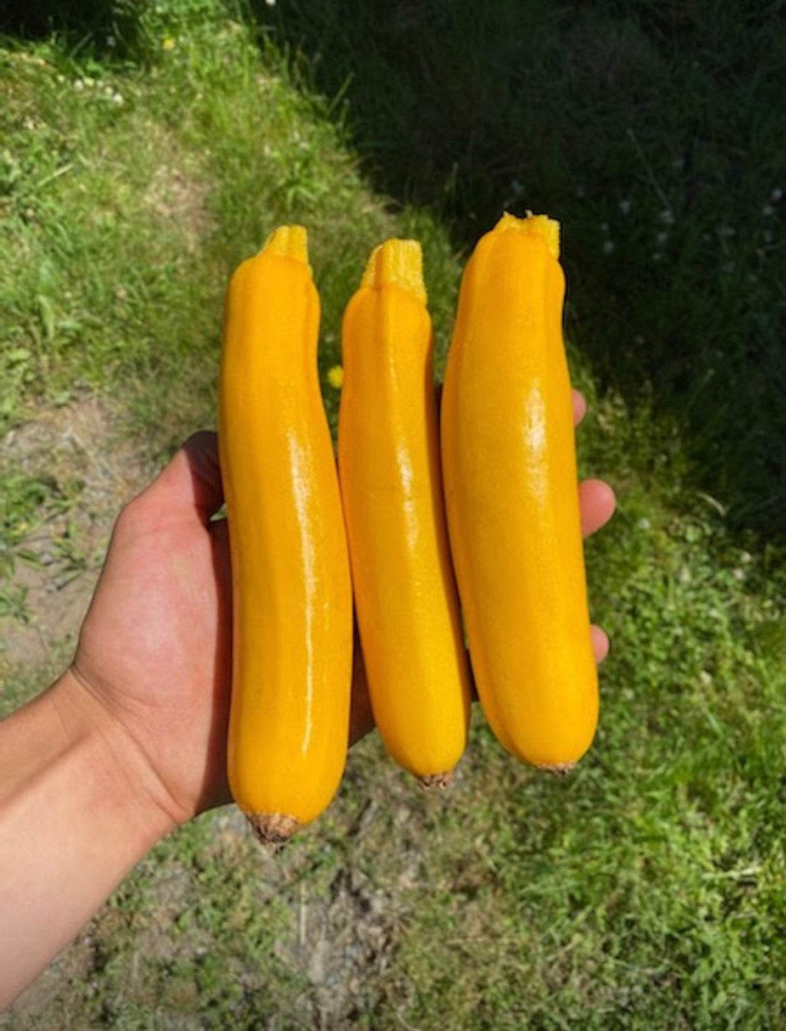 Zuchinni - Goldie