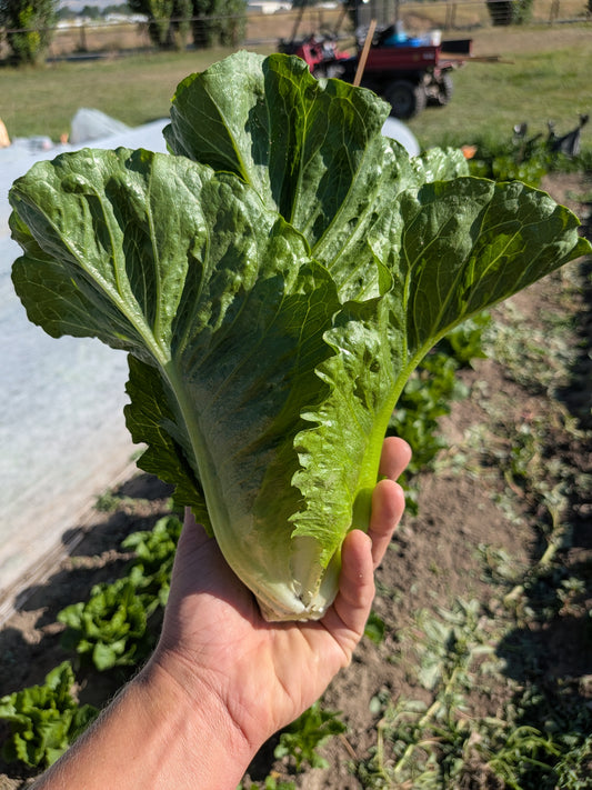 Lettuce - compact Romaine