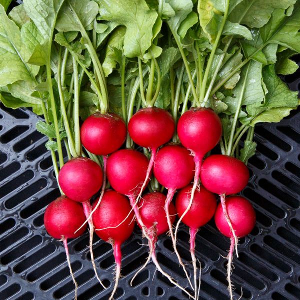 Radish - round