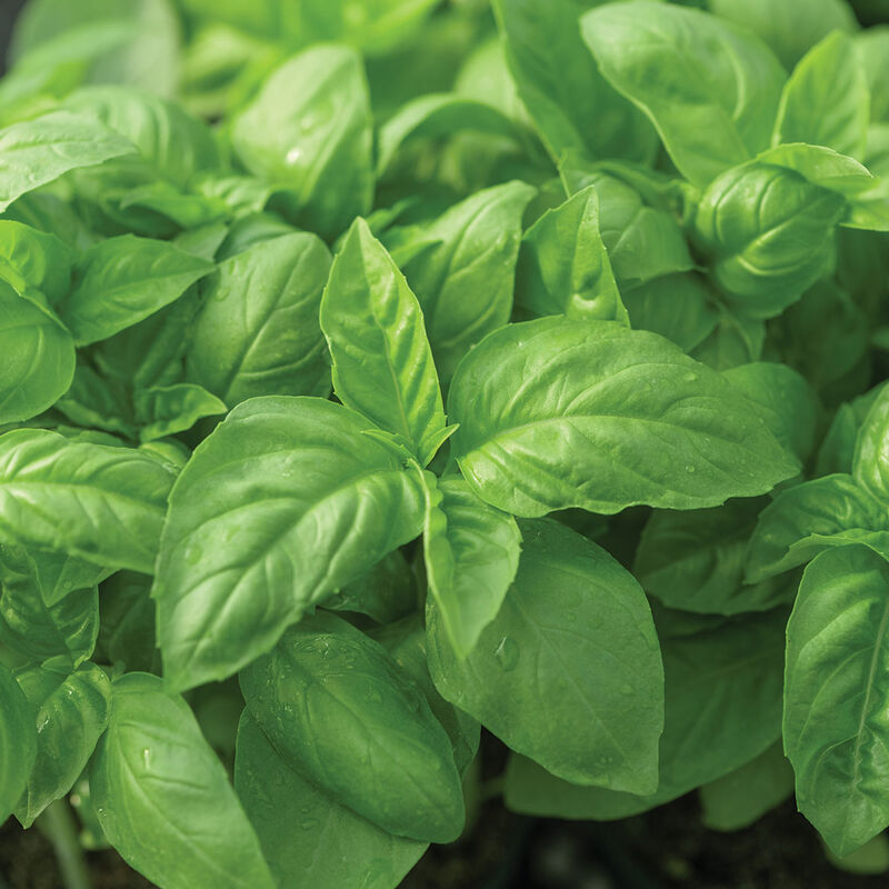 Basil