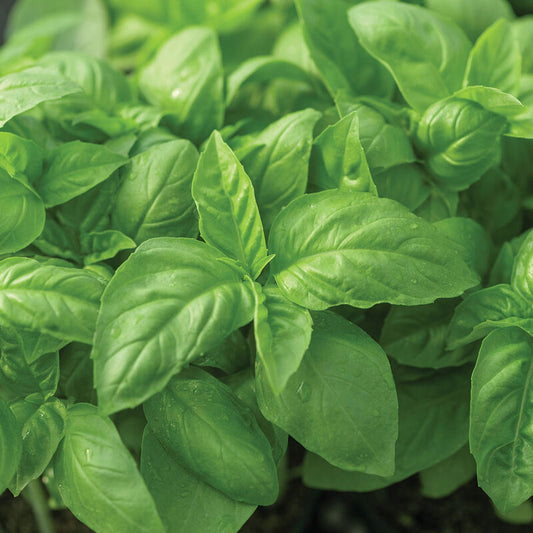 Herb - Basil 1lb Pesto Bag