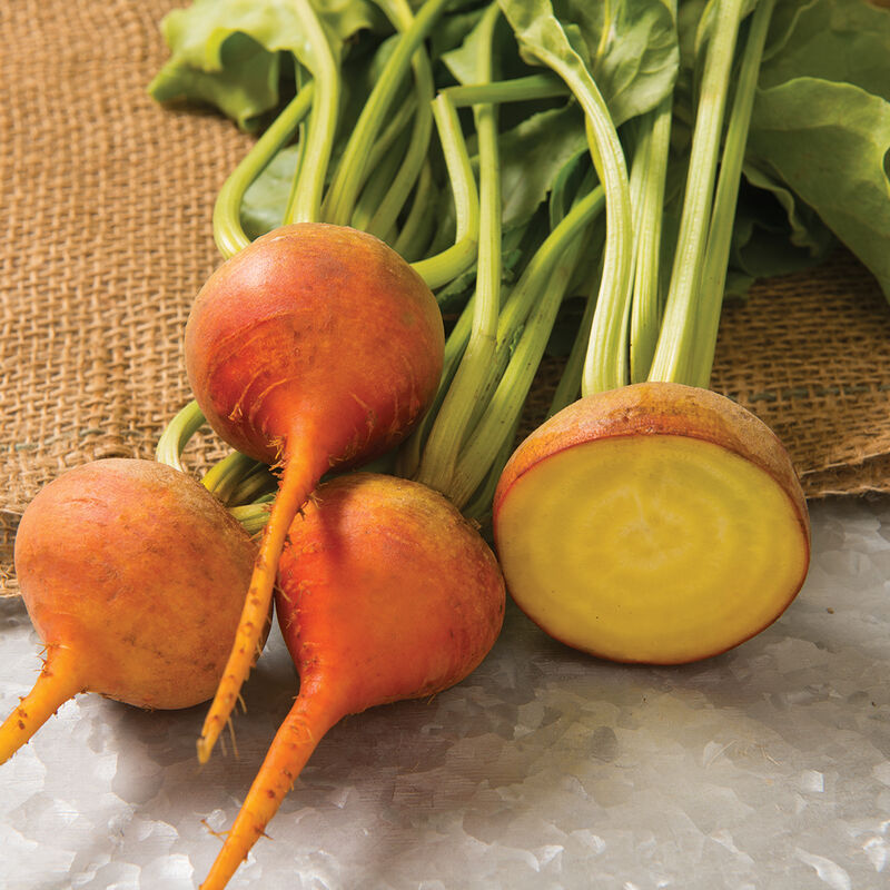 Beets - Golden