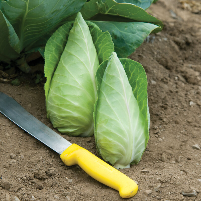 Cabbage - Caraflex