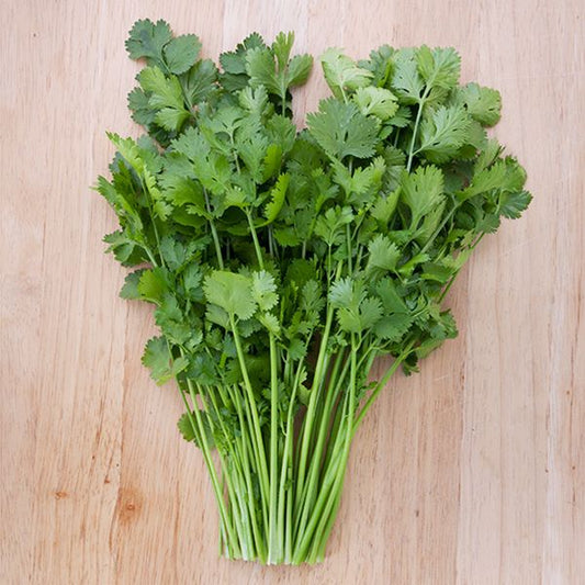 Herb - Cilantro