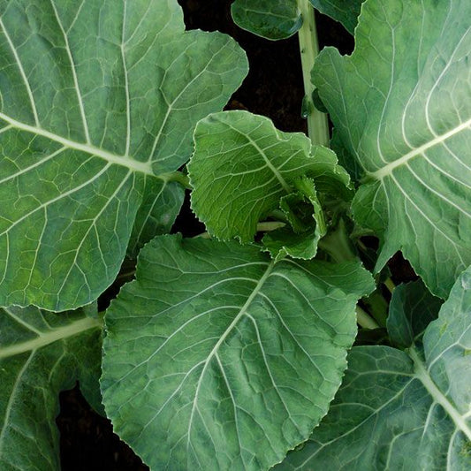 Collards