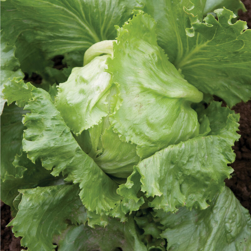 Lettuce - Iceberg