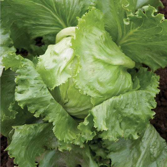 Lettuce - Iceberg