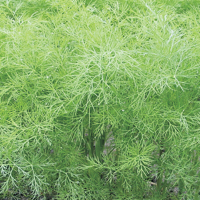 Herb - Dill