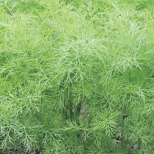 Herb - Dill