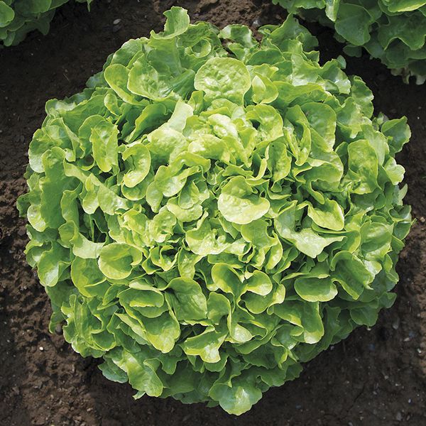 Lettuce - Encino