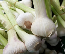 Garlic