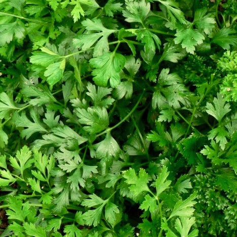 Herb - Parsley