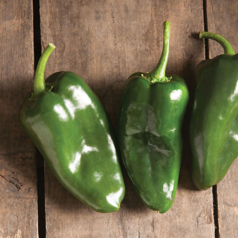 Pepper - Poblano