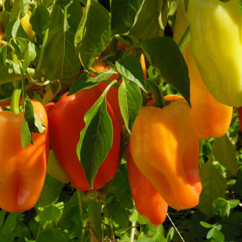 Plant Start - Sweet Pepper Gypsy