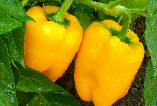 Plant Start - Sweet Pepper California Golden Wonder
