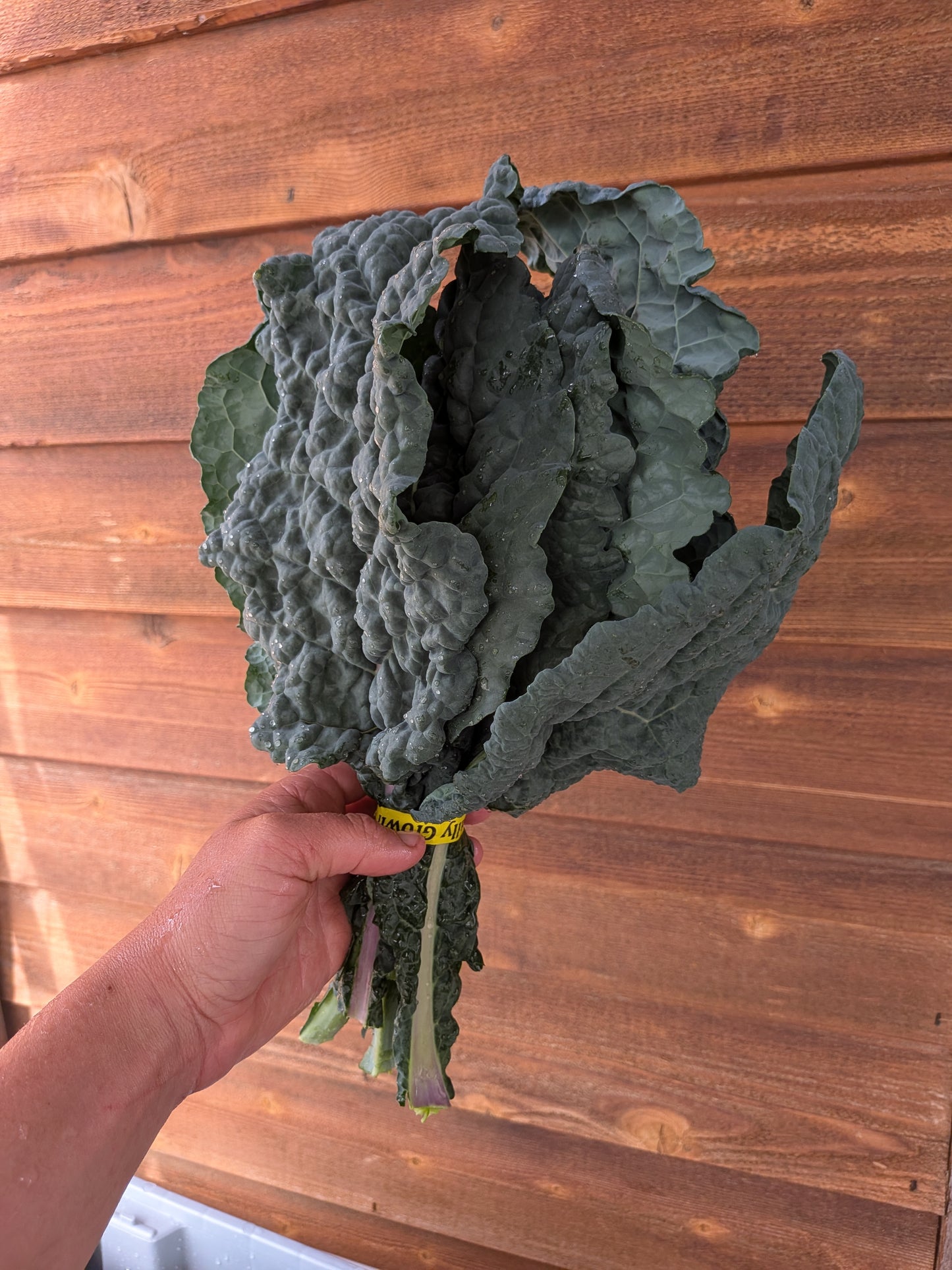 Kale - Lacinato