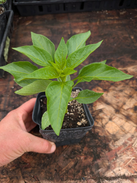 Plant Start - Hot Pepper Black Magic Jalapeno
