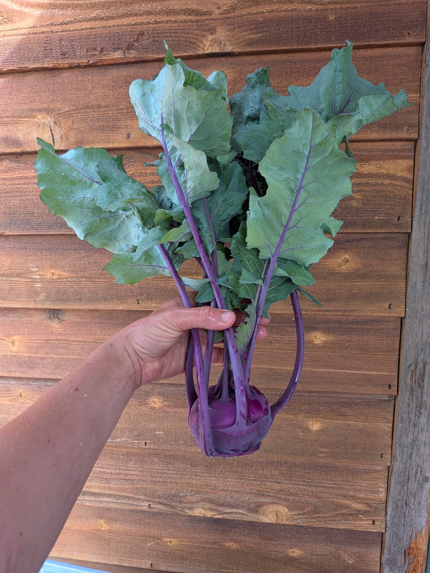 Kohlrabi