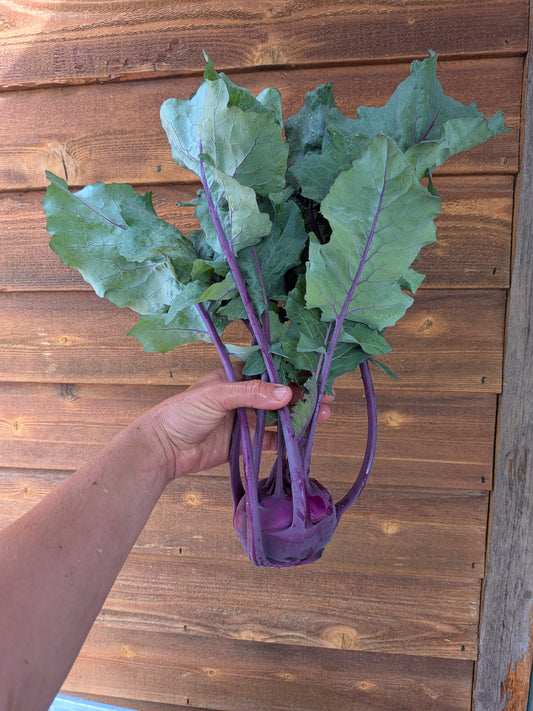 Kohlrabi