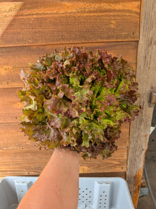 Lettuce - New Red Fire